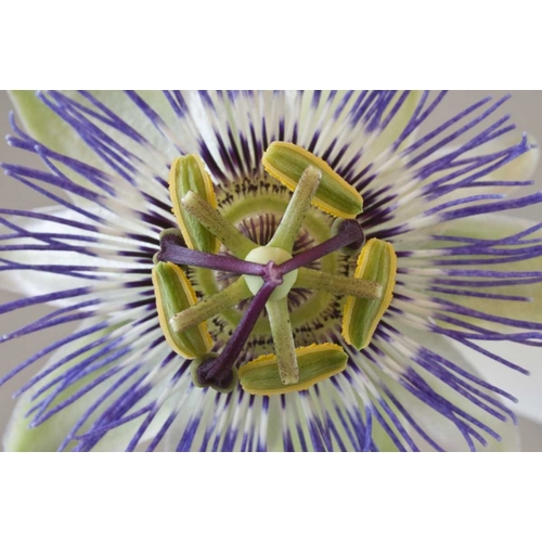 Macro of top view of passion flower